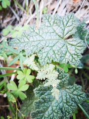 Cheilanthes hypoleuca
