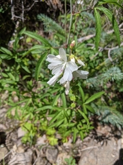 Sidalcea candida