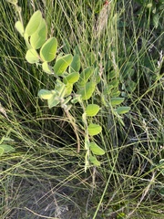 Lathyrus japonicus