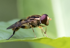 Parhelophilus flavifacies