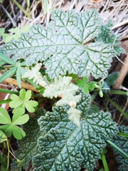 Cheilanthes hypoleuca