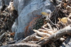Mammillaria melanocentra melanocentra