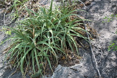 Agave bracteosa