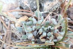 Eriogonum kingii