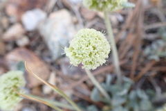 Eriogonum kingii