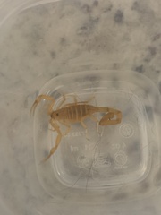 Centruroides sculpturatus