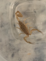 Centruroides sculpturatus