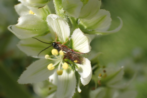 iNaturalist observation photo of Ichneumonid Wasps