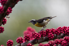 Coereba flaveola bananivora