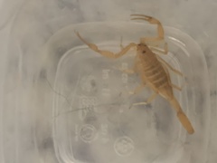 Centruroides sculpturatus