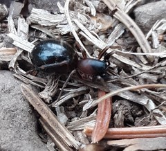 Castianeira cingulata