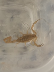 Centruroides sculpturatus