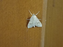 Udea fulvalis