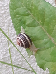Cepaea