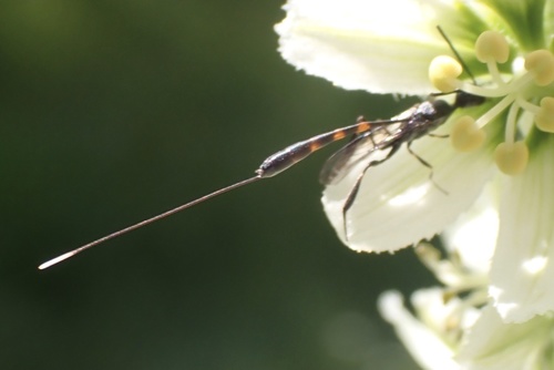 iNaturalist observation photo of Gasteruption