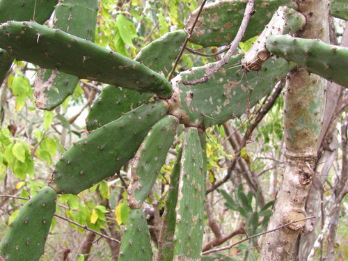 Opuntia karwinskiana