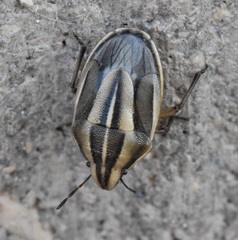 Aelia americana