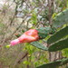 Opuntia karwinskiana - Photo (c) nasua,  זכויות יוצרים חלקיות (CC BY-NC), הועלה על ידי nasua