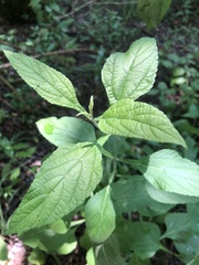 Salvia chapmanii