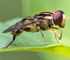 Parhelophilus flavifacies