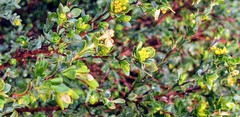 Pimelea serpyllifolia
