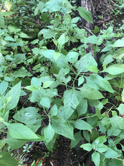 Salvia chapmanii