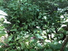 Salvia chapmanii
