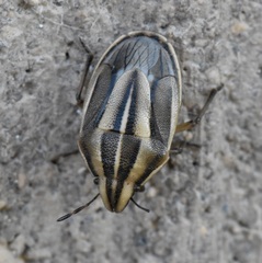 Aelia americana
