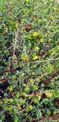 Pimelea serpyllifolia