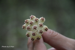 Hoya kerrii
