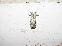 Juxtarctia multiguttata