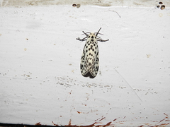 Juxtarctia multiguttata