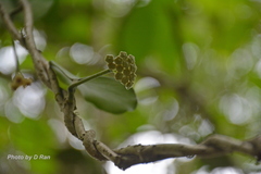 Hoya kerrii
