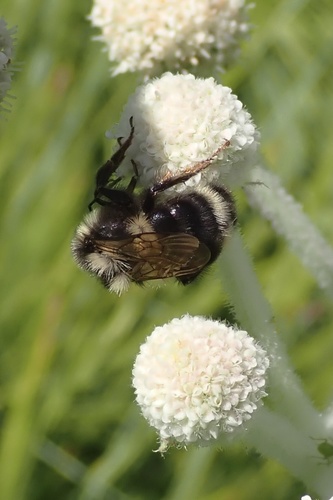 iNaturalist observation photo of Vancouver Bumble Bee