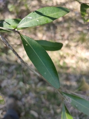 Samadera bidwillii