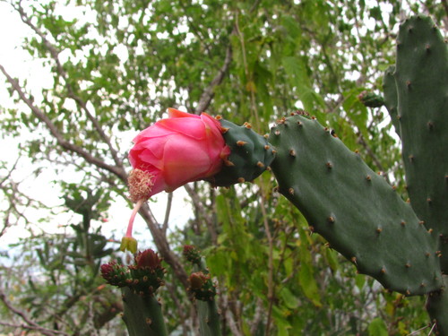 Opuntia karwinskiana