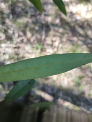 Samadera bidwillii