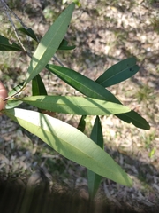 Samadera bidwillii