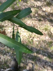 Samadera bidwillii