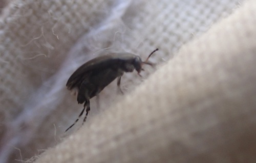 iNaturalist observation photo of Beetles