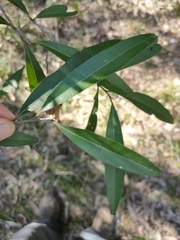 Samadera bidwillii