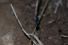 Camponotus eugeniae