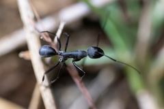 Camponotus eugeniae