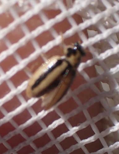 iNaturalist observation photo of Broad-striped Lady Beetle
