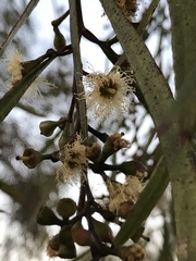 Eucalyptus viridis