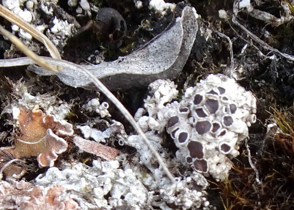 Rinodina roscida