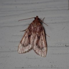 Aglossa disciferalis