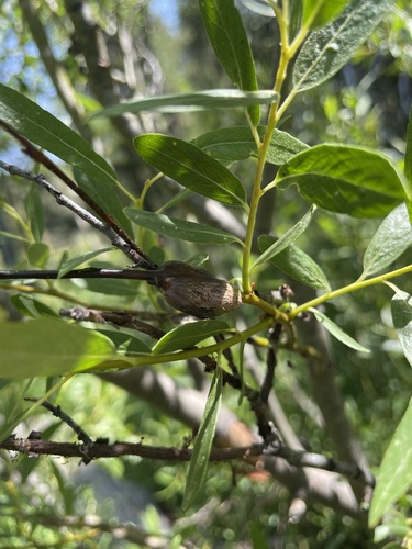 iNaturalist observation photo of Insects