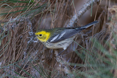 Setophaga townsendi × occidentalis