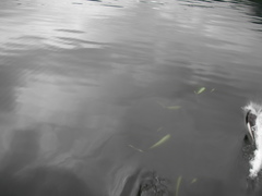 Phocoenoides dalli dalli